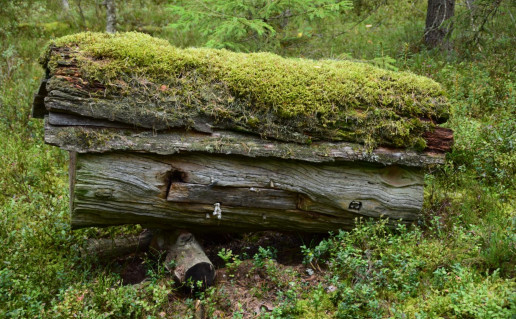 40_Drevinės bitininkystės takas (1).jpg